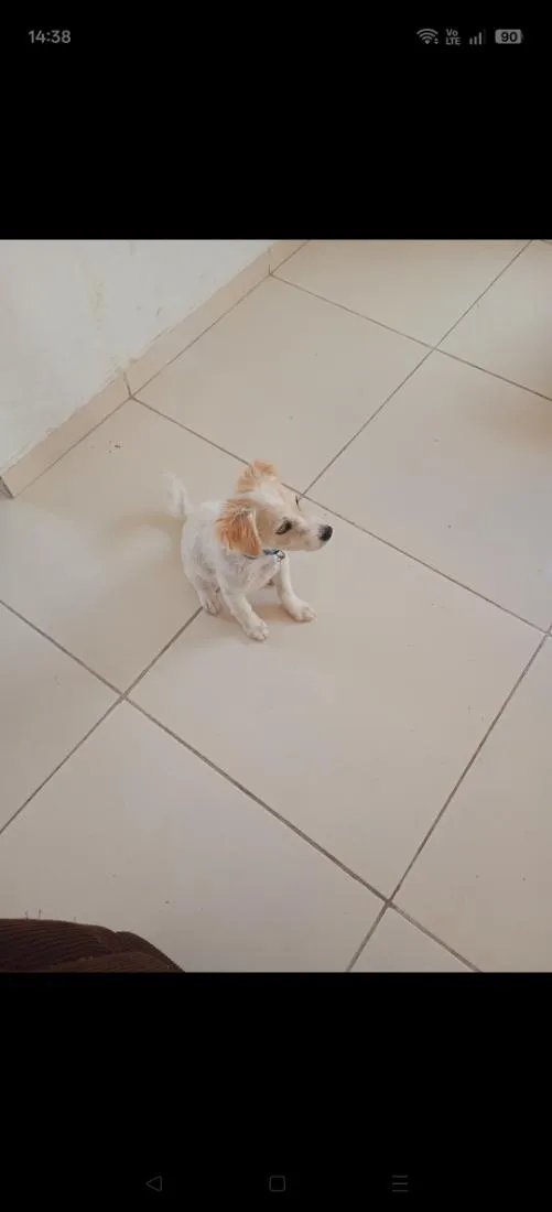 Cachorro raça Poodle idade 1 ano nome Simba