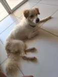 Simba