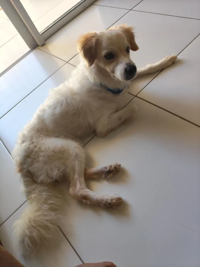 Cachorro raça Poodle idade 1 ano nome Simba