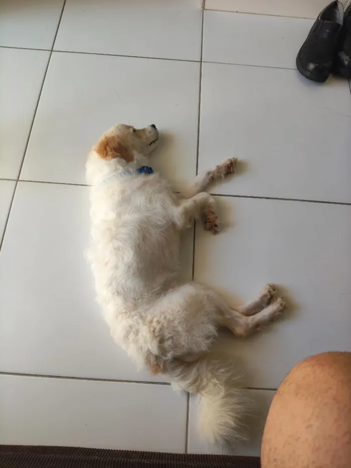 Cachorro raça Poodle idade 1 ano nome Simba