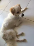 Simba