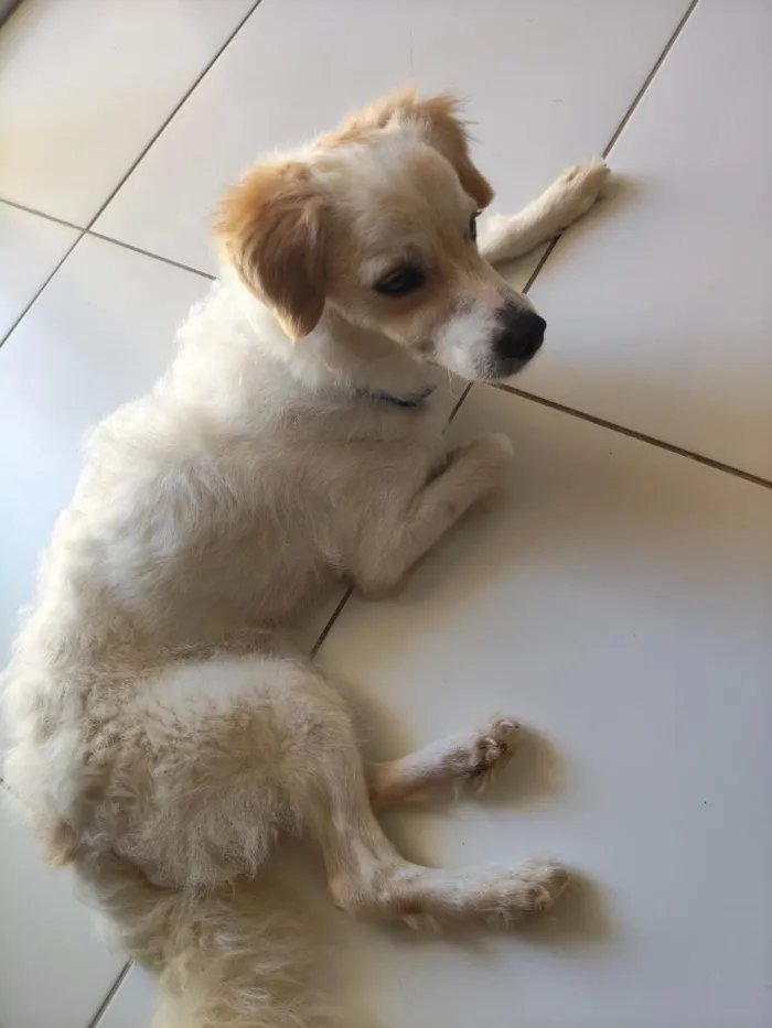 Cachorro raça Poodle idade 1 ano nome Simba