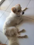 Simba