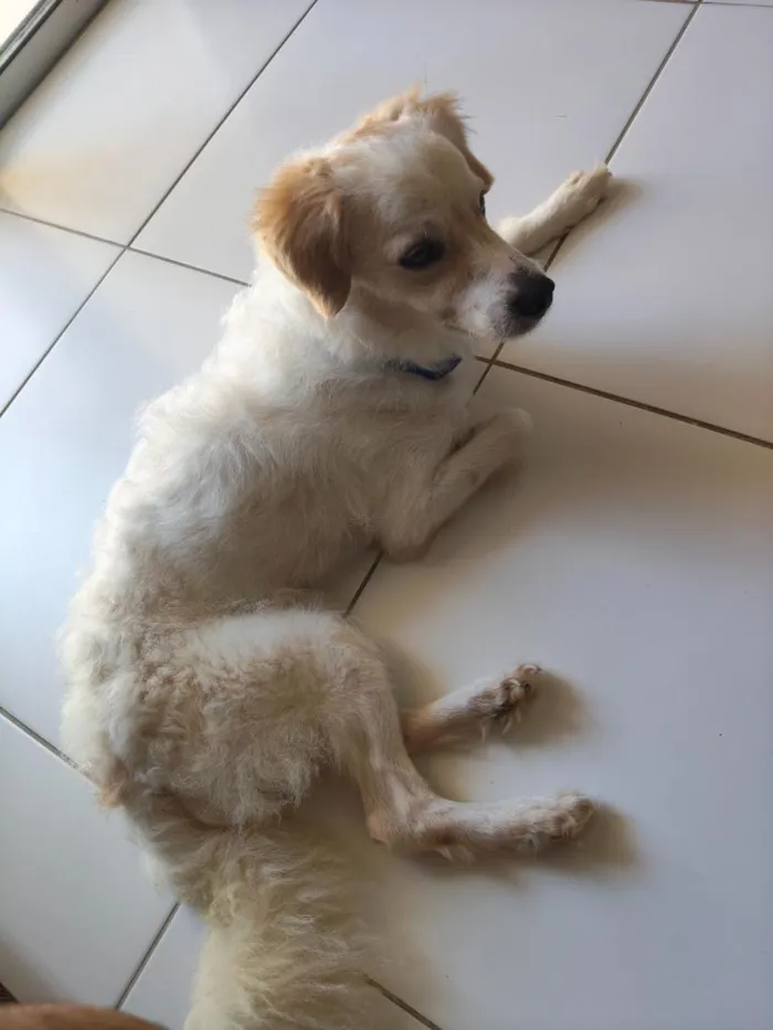 Cachorro raça Poodle idade 1 ano nome Simba