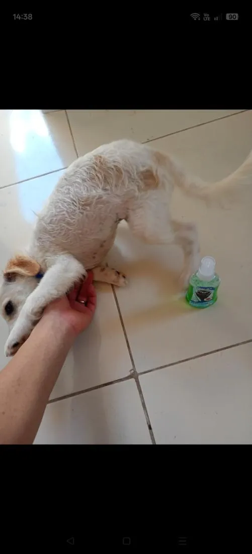 Cachorro raça Poodle idade 1 ano nome Simba