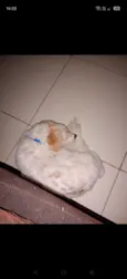 Simba