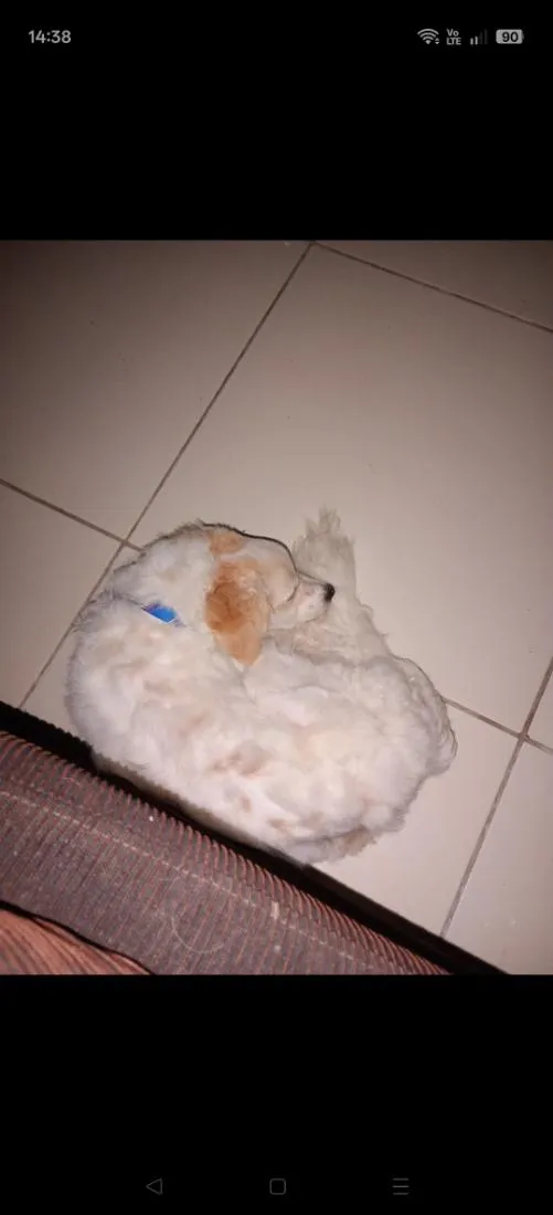 Cachorro raça Poodle idade 1 ano nome Simba