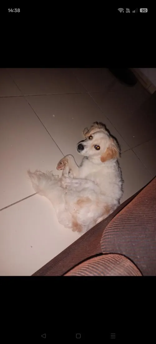 Cachorro raça Poodle idade 1 ano nome Simba