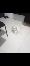 Simba