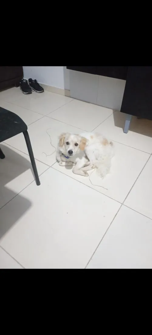 Cachorro raça Poodle idade 1 ano nome Simba