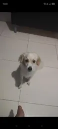 Simba