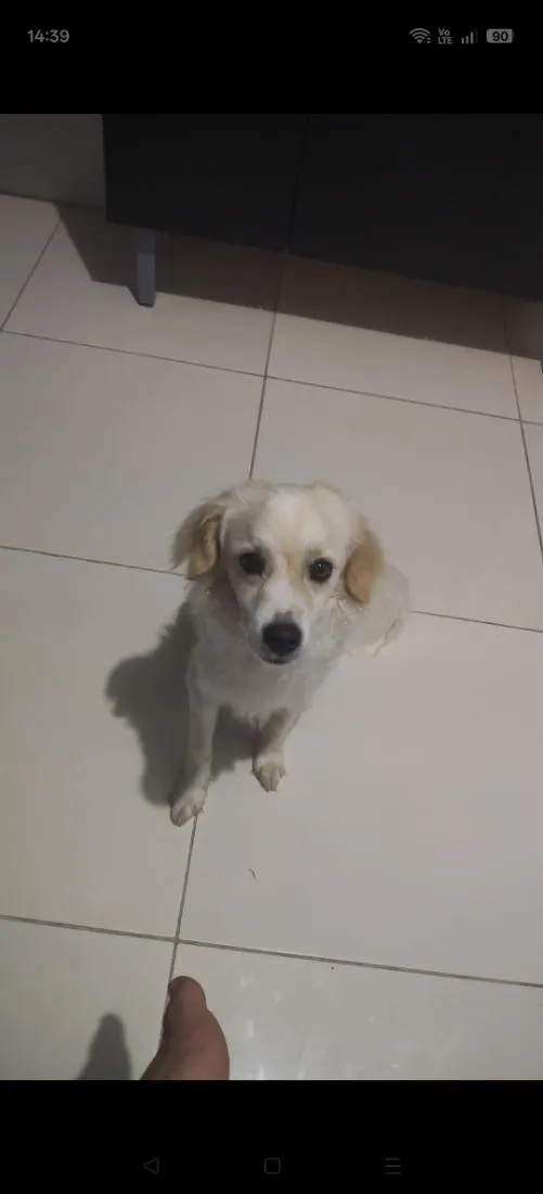 Cachorro raça Poodle idade 1 ano nome Simba