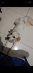 Simba