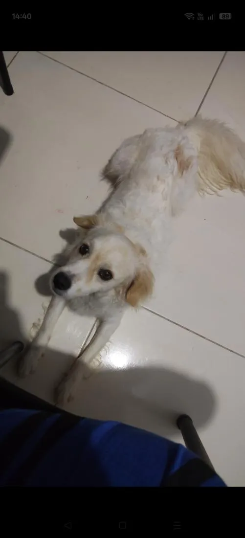 Cachorro raça Poodle idade 1 ano nome Simba