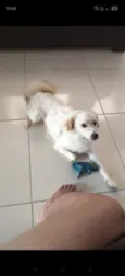 Simba