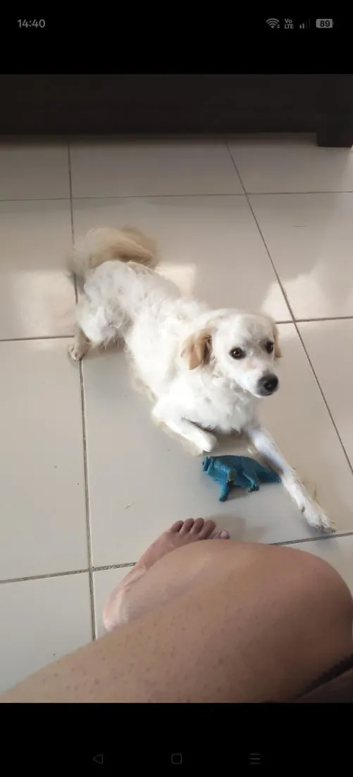 Cachorro raça Poodle idade 1 ano nome Simba