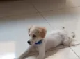 Simba