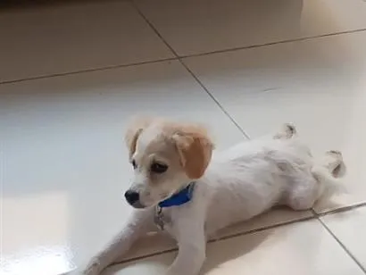 Cachorro raça Poodle idade 1 ano nome Simba