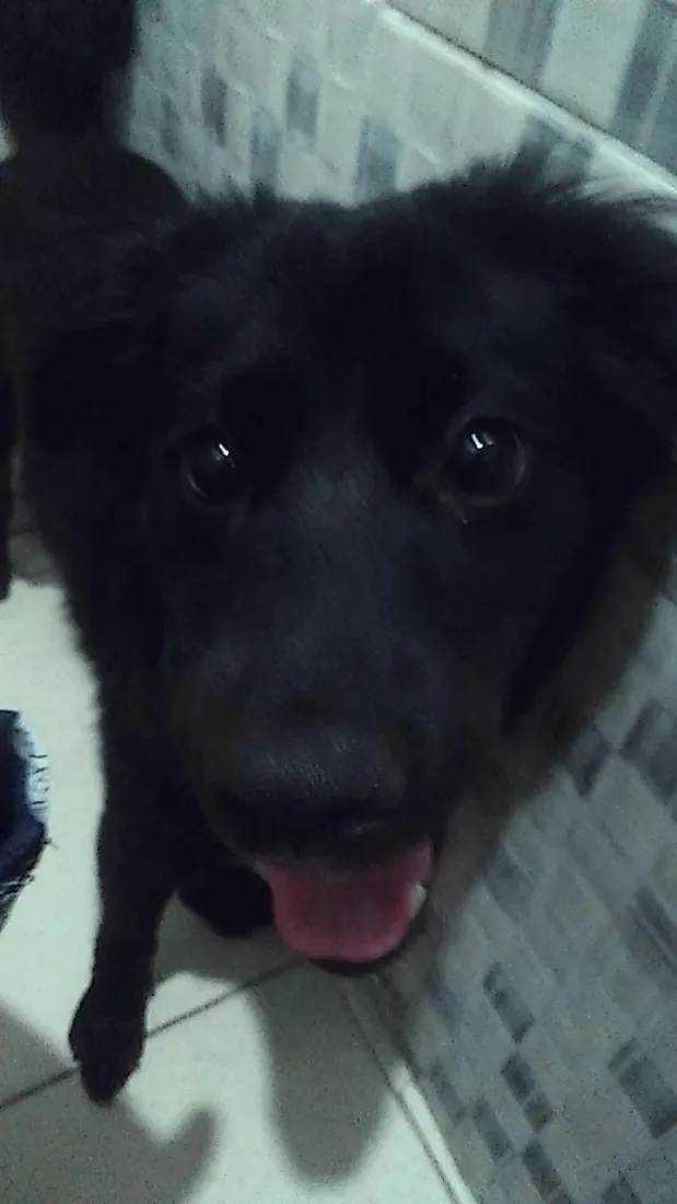 Cachorro raça SRD-ViraLata idade 7 a 11 meses nome Maya