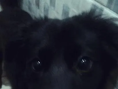 Cachorro raça SRD-ViraLata idade 7 a 11 meses nome Maya