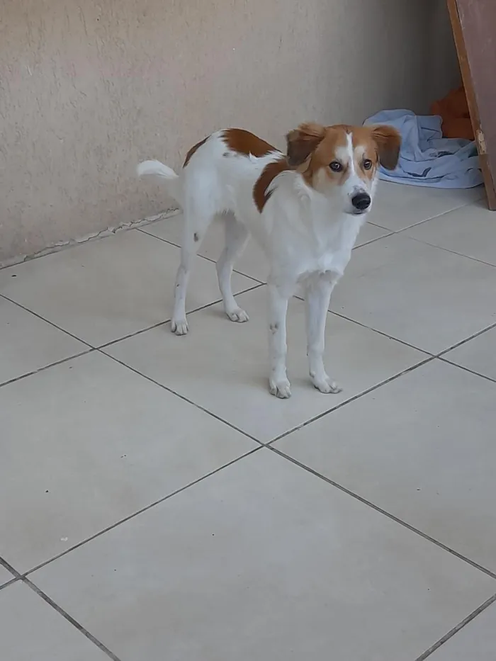 Cachorro raça SRD-ViraLata idade 1 ano nome Maylo