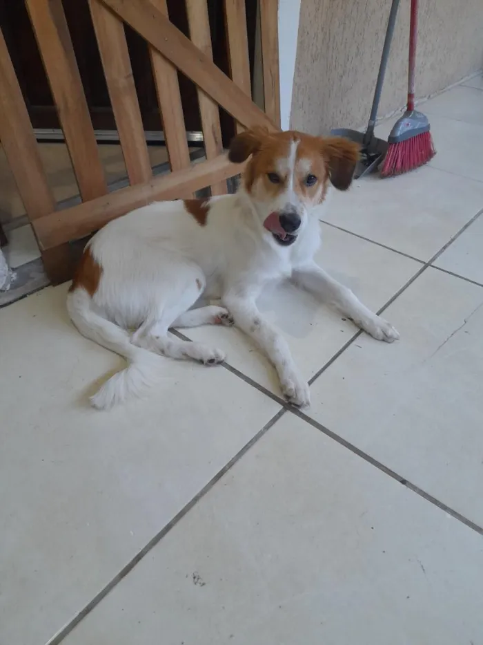 Cachorro raça SRD-ViraLata idade 1 ano nome Maylo