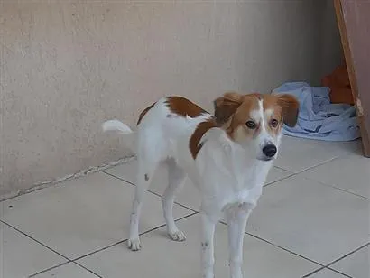 Cachorro raça SRD-ViraLata idade 1 ano nome Maylo