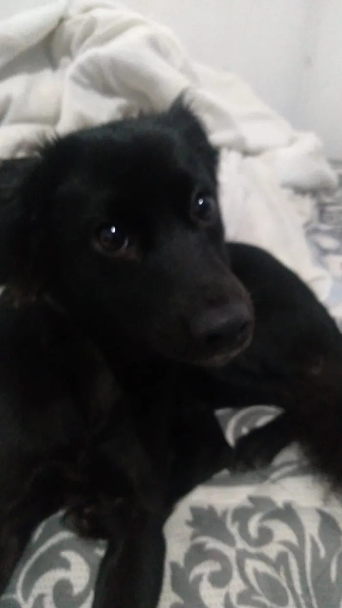 Cachorro raça SRD-ViraLata idade 7 a 11 meses nome Maya