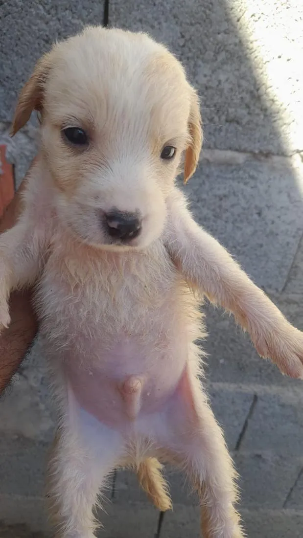 Cachorro raça SRD-ViraLata idade Abaixo de 2 meses nome filhote