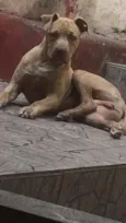 Brutus