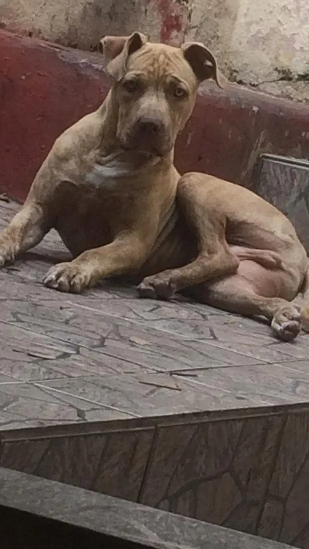 Cachorro raça Pit-Bull idade 6 ou mais anos nome Brutus