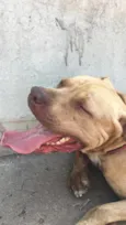 Brutus