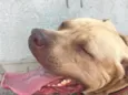 Brutus