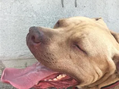 Cachorro raça Pit-Bull idade 6 ou mais anos nome Brutus