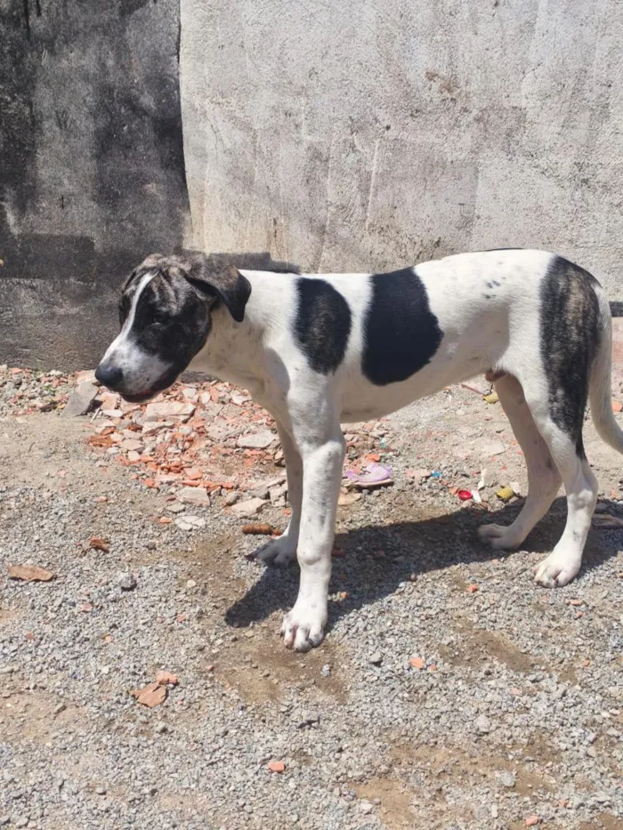 Cachorro raça Pastor Alemão idade 7 a 11 meses nome Max