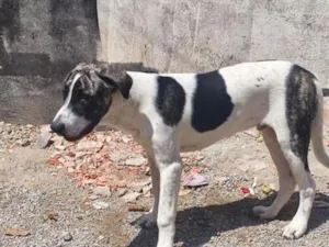 Cachorro raça Pastor Alemão idade 7 a 11 meses nome Max