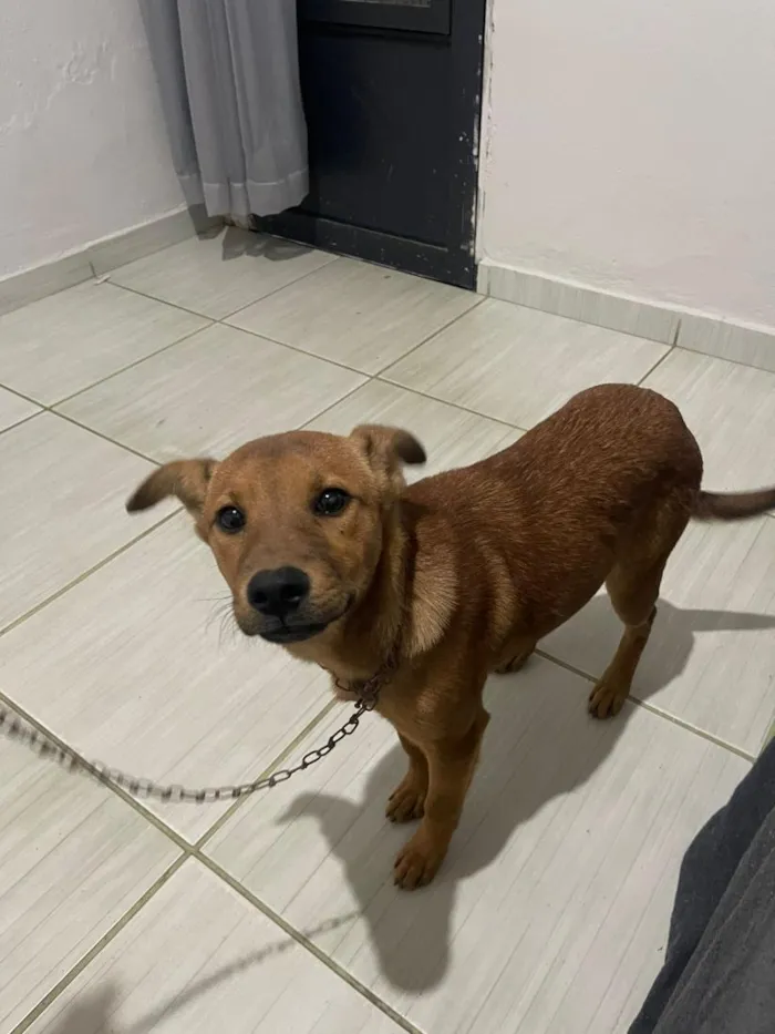 Cachorro raça SRD-ViraLata idade 2 a 6 meses nome kira