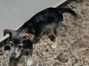 Cachorro raça SRD-ViraLata idade 7 a 11 meses nome Mel