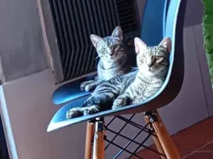 Gato raça SRD-ViraLata idade 7 a 11 meses nome pililico peleleco