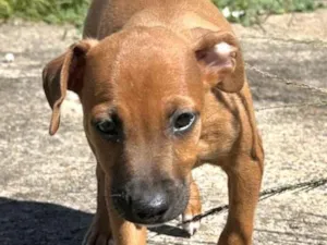 Cachorro raça SRD-ViraLata idade 2 a 6 meses nome Caco