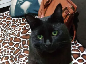 Gato raça SRD-ViraLata idade 1 ano nome pantera 