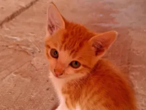 Gato raça SRD-ViraLata idade 2 anos nome Funny 