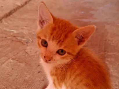 Gato raça SRD-ViraLata idade 2 anos nome Funny 