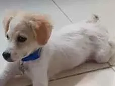 Cachorro raça Poodle idade 1 ano nome Simba