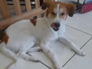 Cachorro raça SRD-ViraLata idade 1 ano nome Maylo