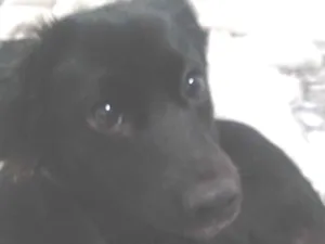 Cachorro raça SRD-ViraLata idade 7 a 11 meses nome Maya