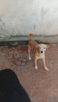 bob