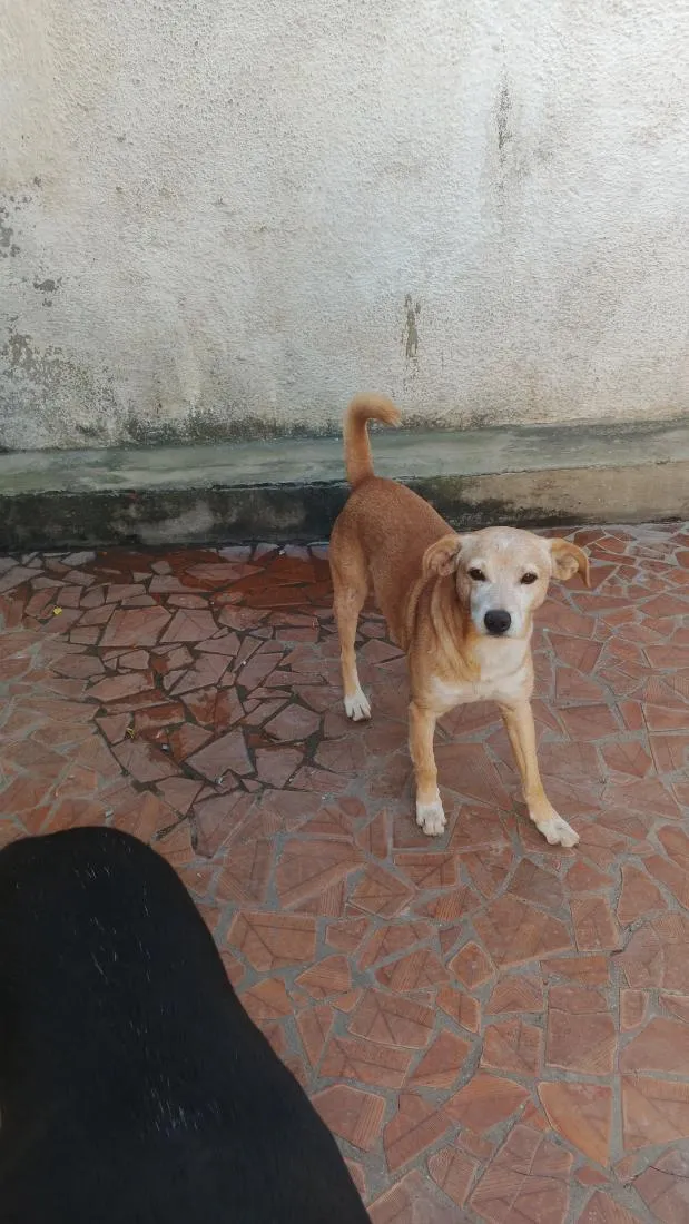 Cachorro raça SRD-ViraLata idade 2 a 6 meses nome bob
