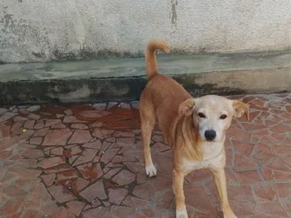 Cachorro raça SRD-ViraLata idade 2 a 6 meses nome bob