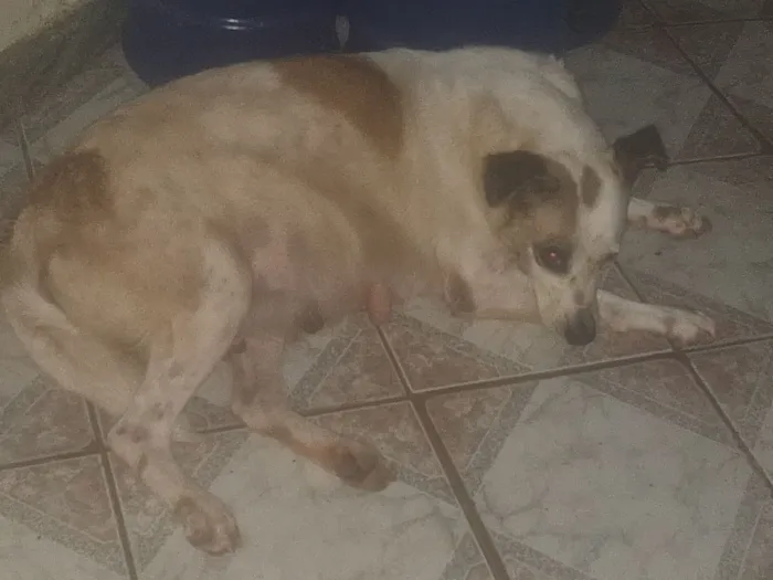 Cachorro raça SRD-ViraLata idade 4 anos nome BETINA 